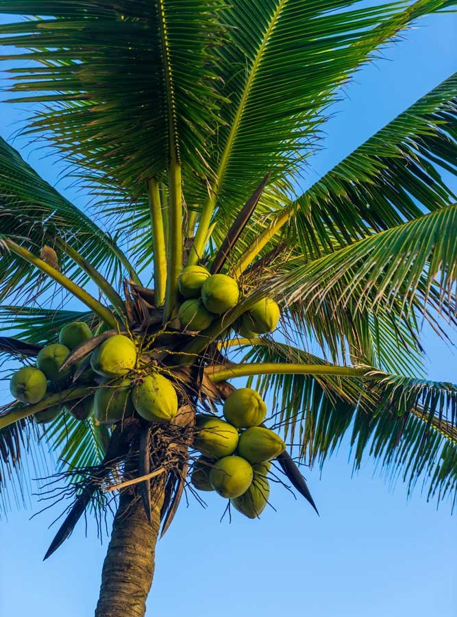 Stewards of the Tropical Ecosystem